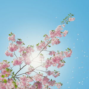 Taman Qolbu profile icon