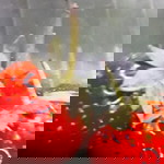 สโรชา ชิงโส profile icon