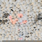 Ann Padulla profile icon