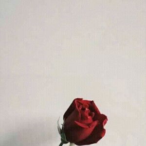 Nadia Fitri profile icon