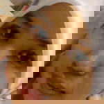 diela ila profile icon