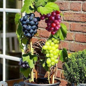 Erik Junaidi profile icon