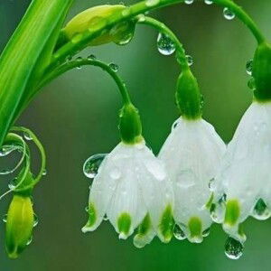 Ningsih profile icon