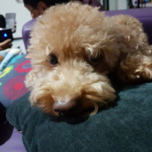 Brenda Ang profile icon