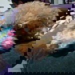 Brenda Ang profile icon