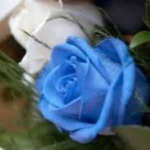 minhchau phan thi profile icon