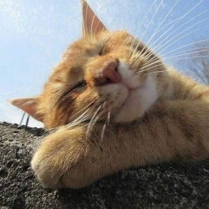 Chau Chu profile icon