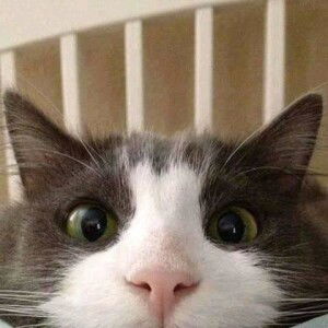 Dina Mardyana profile icon