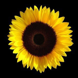 Diah Puji Lestari profile icon