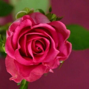 Sari Novita profile icon