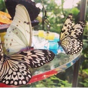 Nur Fitri Luthfiana profile icon