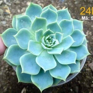 Nguyễn Huong Giang profile icon