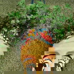 Rheyn Ñocerda profile icon