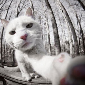 saifuddin profile icon