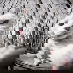 saifuddin profile icon