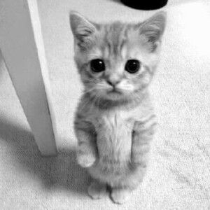 yaya lulaby profile icon