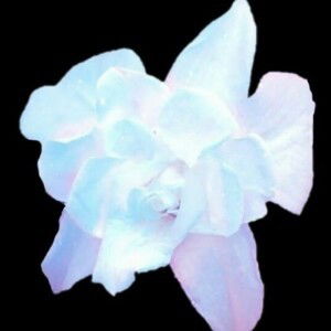 Evie Riyanti profile icon