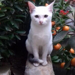 Gạo BG profile icon