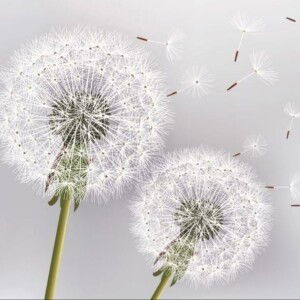 Phan Hai Yen profile icon