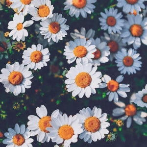 laila 23_ profile icon