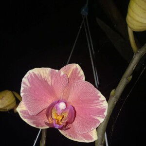 Minh Ngoc profile icon