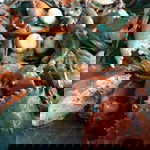 Honeyboo Yaboo profile icon