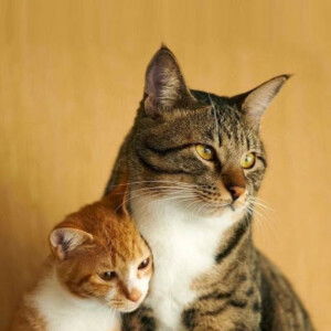 NTC shop Thailand profile icon