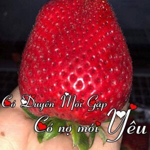 Phạm Trang profile icon