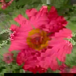 Sri Purwani profile icon