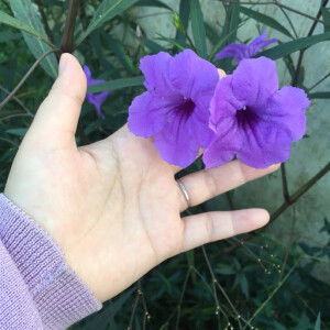 Indah Ayu profile icon