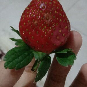 Nihayatus Sholihah profile icon