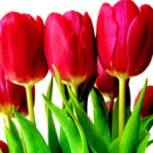 Aulia Rahma profile icon