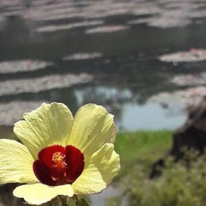 Mukhul Khoe profile icon