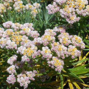 alifah alzani profile icon