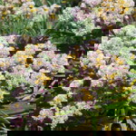 alifah alzani profile icon