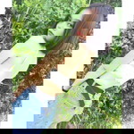 Vannipa Sp profile icon