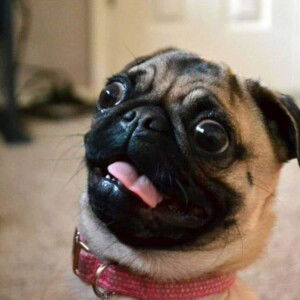 Anne Mejia profile icon