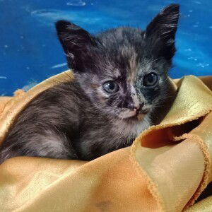 Daisy PB profile icon