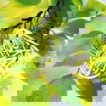 erni fariyatun profile icon