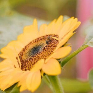 Lala Ann De Guzman profile icon