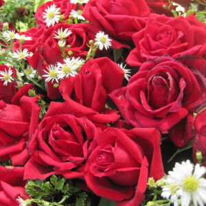 Raja Nadia profile icon