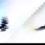 วิหค พลัดถิ่น profile icon