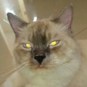 Safira N. A profile icon