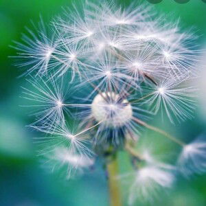 Bo Cong Anh profile icon