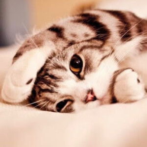 Trinh Nguyen profile icon