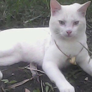 Laliya BlackPink profile icon