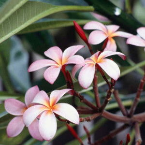 Nurun Nazihah profile icon