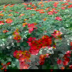 RA Collvid profile icon