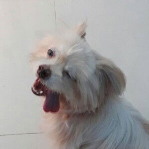 Misu Dương profile icon