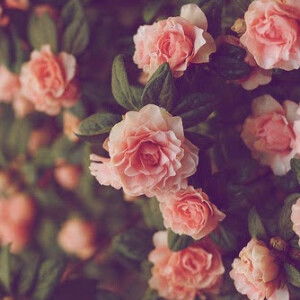 Ceres Montalban profile icon